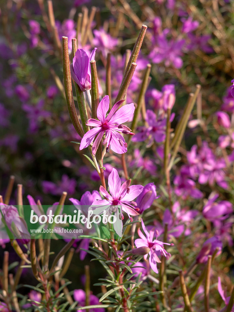 442088 - Rosmarinblättriges Weidenröschen (Epilobium dodonaei)