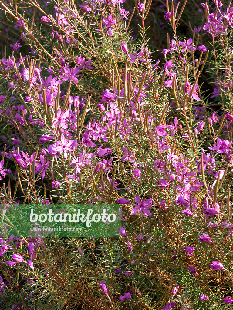 442089 - Rosmarinblättriges Weidenröschen (Epilobium dodonaei)