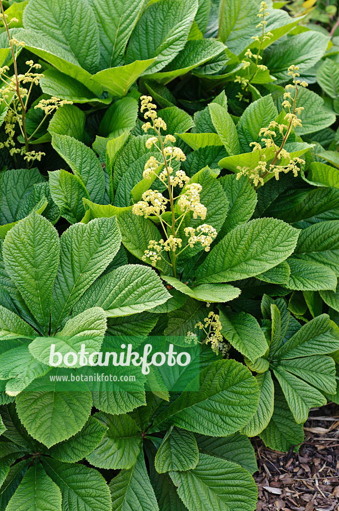 484328 - Rosskastanienblättriges Schaublatt (Rodgersia aesculifolia)