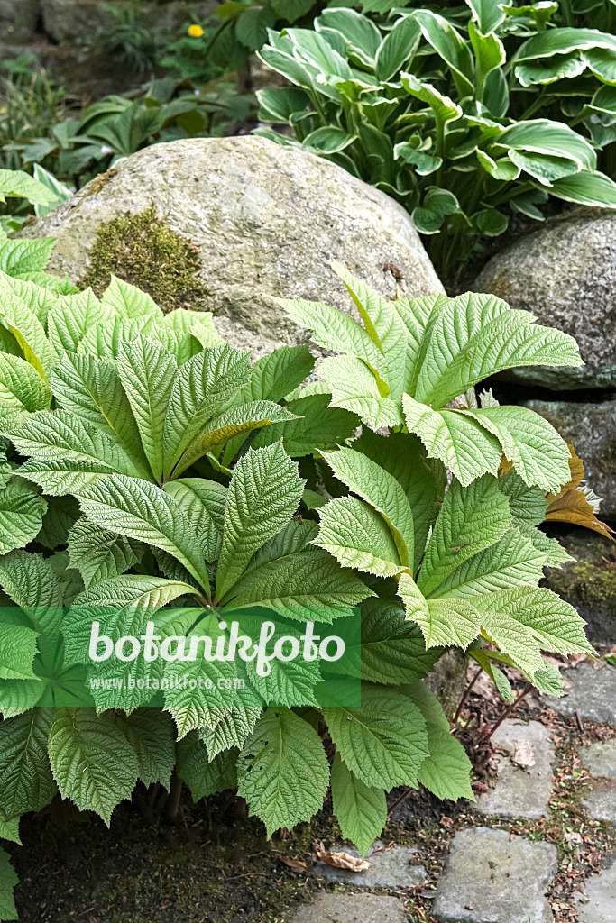 638311 - Rosskastanienblättriges Schaublatt (Rodgersia aesculifolia)