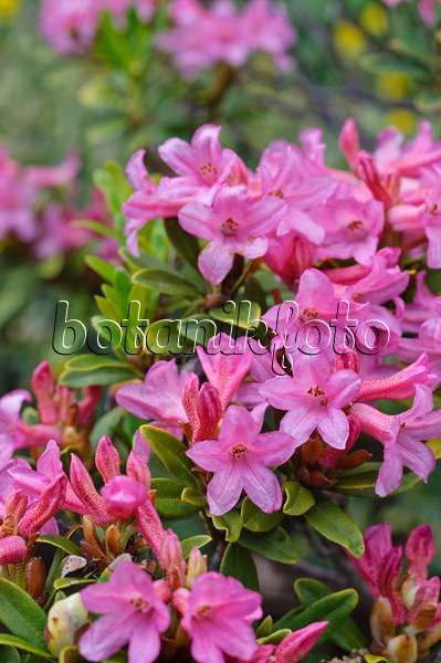 472410 - Rostblättrige Alpenrose (Rhododendron ferrugineum)