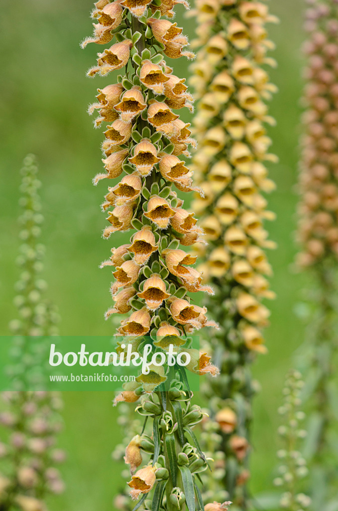 521315 - Rostfarbener Fingerhut (Digitalis ferruginea)