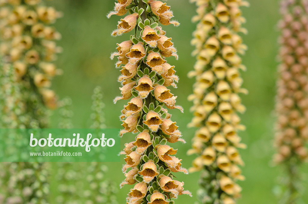 521316 - Rostfarbener Fingerhut (Digitalis ferruginea)