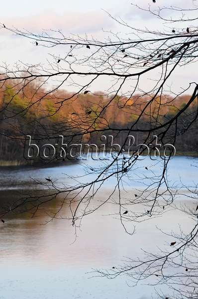 525455 - Rotbuche (Fagus sylvatica) am Hellsee, Naturschutzgebiet Biesenthaler Becken, Brandenburg, Deutschland