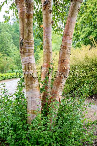 607017 - Rote China-Birke (Betula albosinensis var. septentrionales)