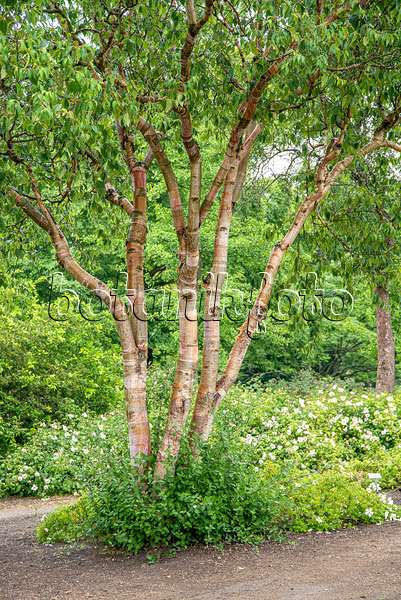607018 - Rote China-Birke (Betula albosinensis var. septentrionales)