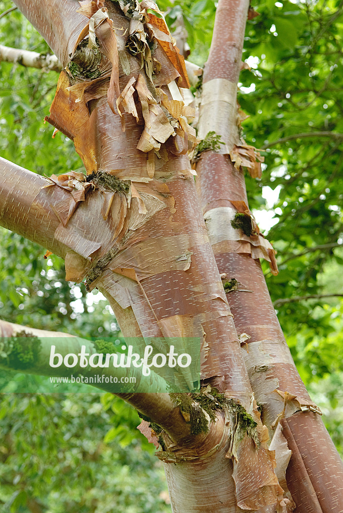 547072 - Rote China-Birke (Betula albosinensis var. albosinensis)