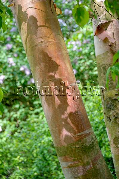 547073 - Rote China-Birke (Betula albosinensis var. albosinensis)
