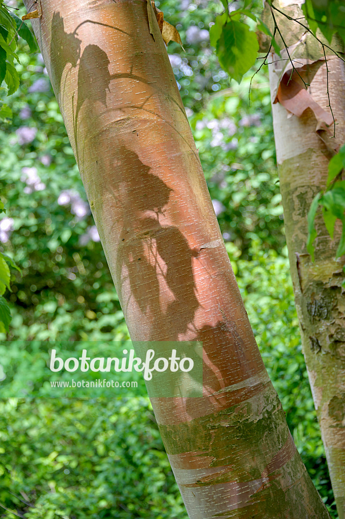 547073 - Rote China-Birke (Betula albosinensis var. albosinensis)