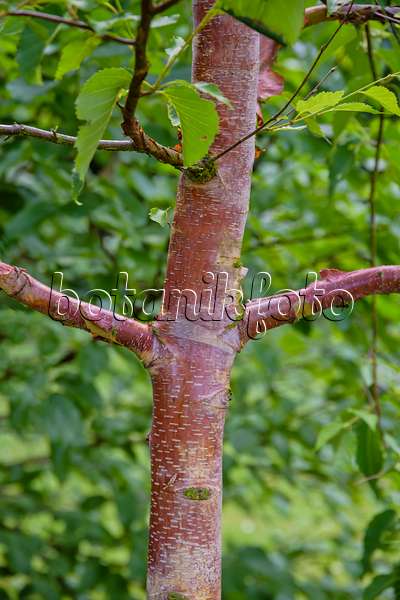 593035 - Rote China-Birke (Betula albosinensis 'Alnarp')