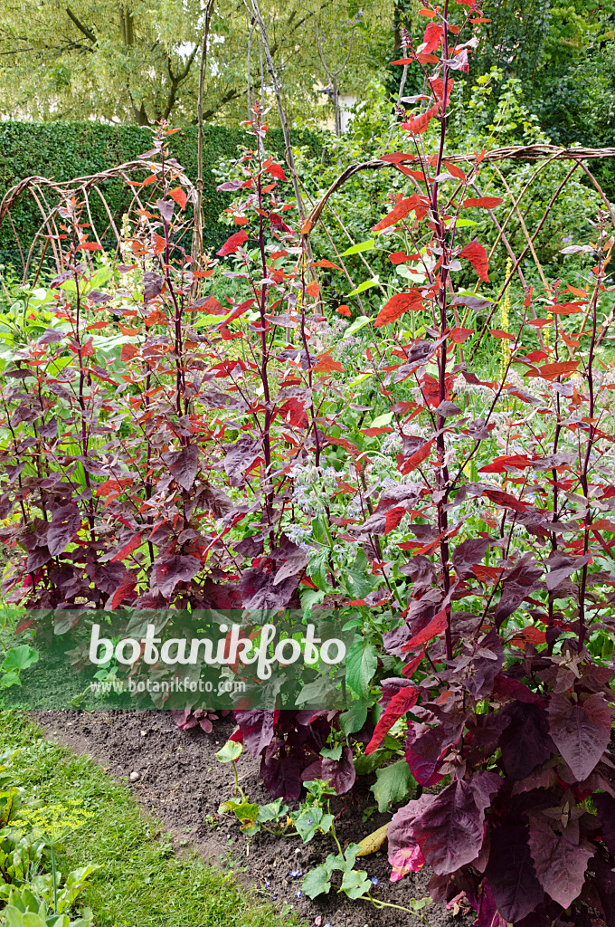 474125 - Rote Gartenmelde (Atriplex hortensis var. rubra)