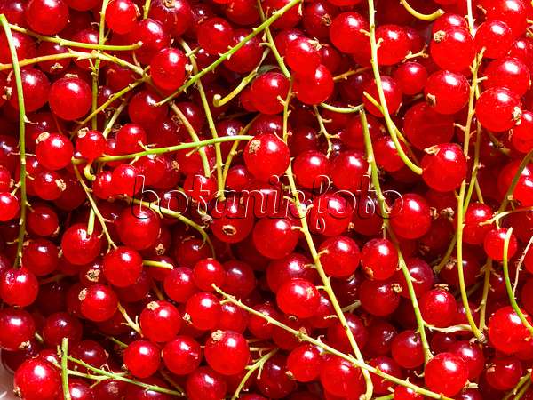 440261 - Rote Johannisbeere (Ribes rubrum)