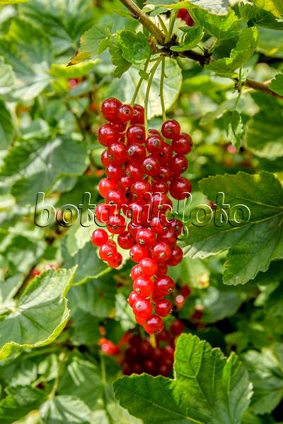 593184 - Rote Johannisbeere (Ribes rubrum 'Heinemanns Rote Spätlese')