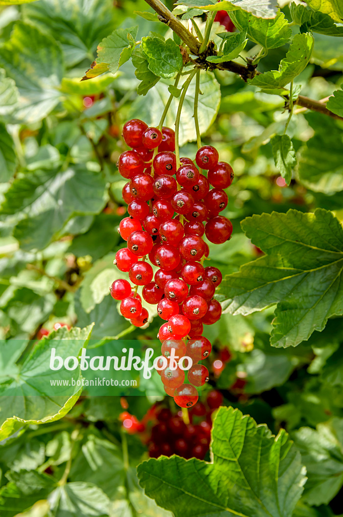 593184 - Rote Johannisbeere (Ribes rubrum 'Heinemanns Rote Spätlese')