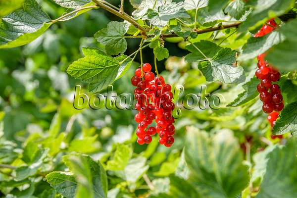 593185 - Rote Johannisbeere (Ribes rubrum 'Heinemanns Rote Spätlese')