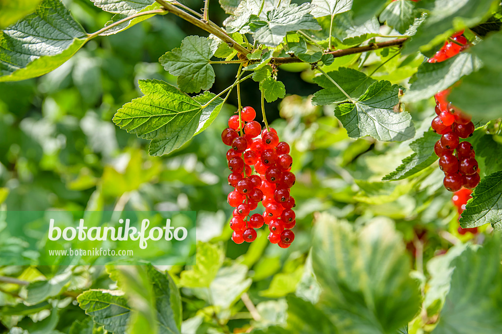 593185 - Rote Johannisbeere (Ribes rubrum 'Heinemanns Rote Spätlese')