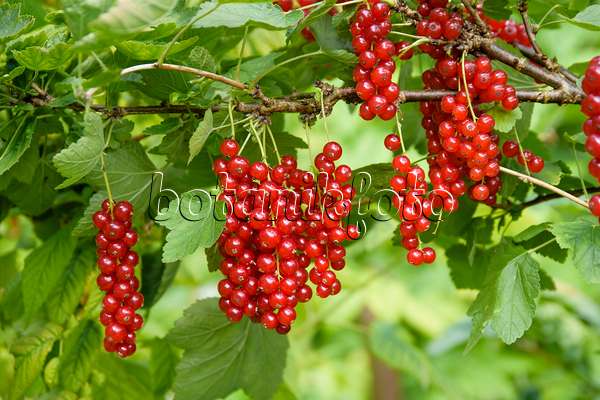 593187 - Rote Johannisbeere (Ribes rubrum 'Heinemanns Rote Spätlese')
