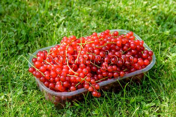 593188 - Rote Johannisbeere (Ribes rubrum 'Heinemanns Rote Spätlese')