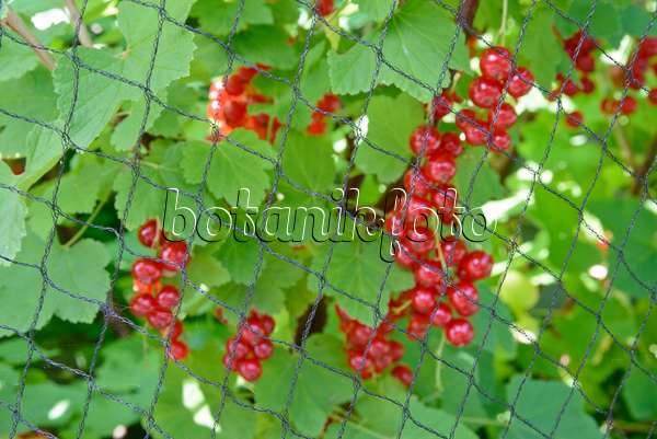 536191 - Rote Johannisbeere (Ribes rubrum) mit Vogelschutznetz