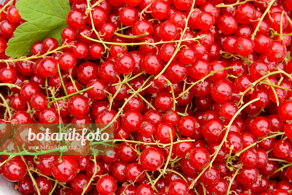 558269 - Rote Johannisbeeren (Ribes rubrum)