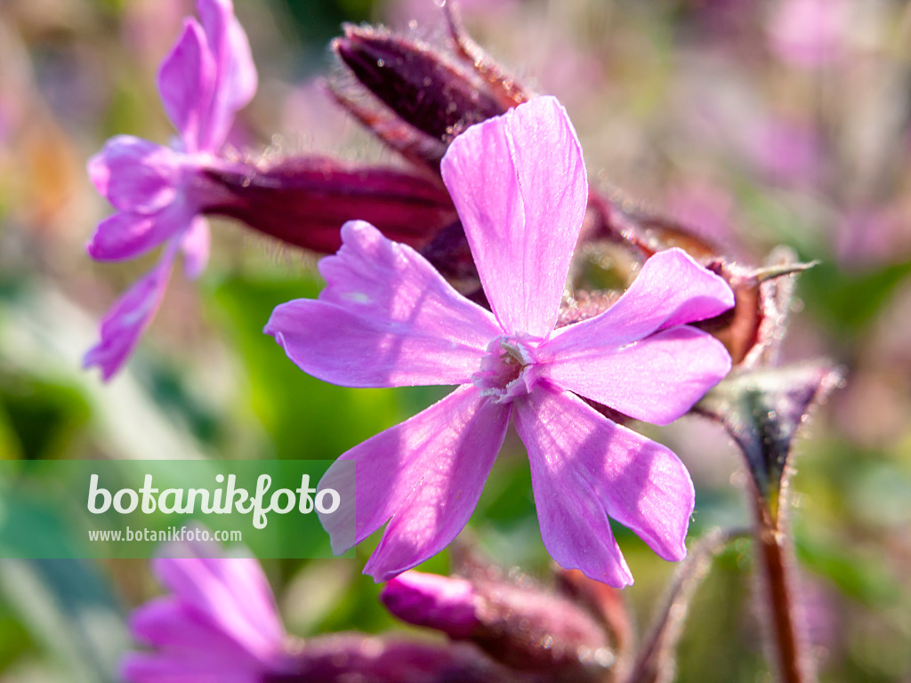 425035 - Rote Lichtnelke (Lychnis dioica syn. Silene dioica)