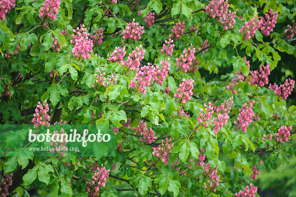 535258 - Rote Rosskastanie (Aesculus x carnea 'Briotii')