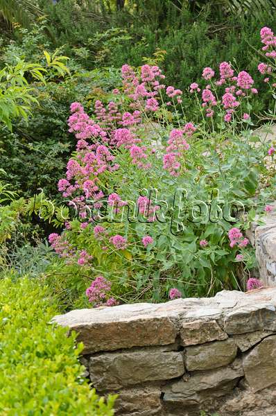 533139 - Rote Spornblume (Centranthus ruber) auf einer Steinmauer