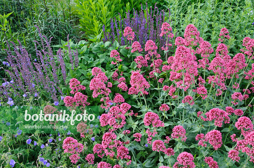 473019 - Rote Spornblume (Centranthus ruber 'Coccineus') und Steppensalbei (Salvia nemorosa)