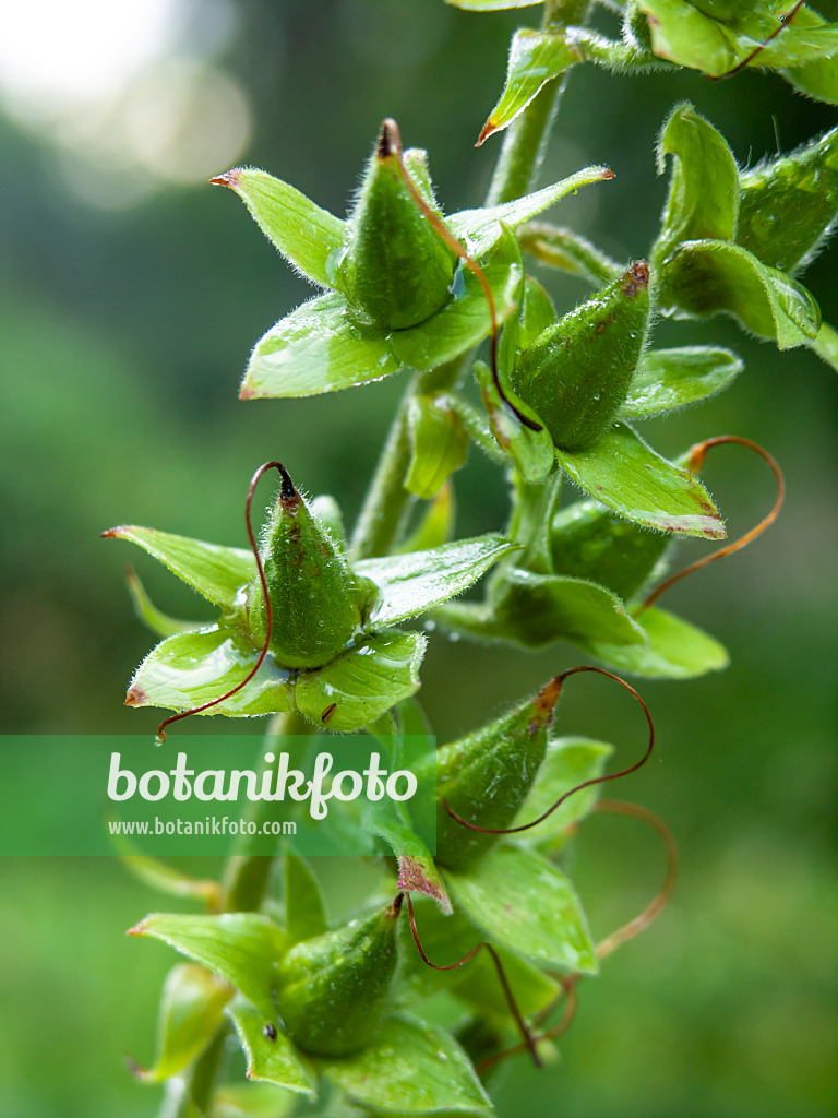 427153 - Roter Fingerhut (Digitalis purpurea)