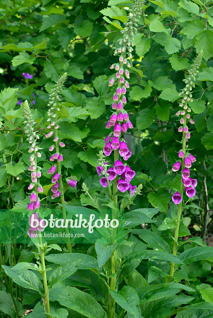 452110 - Roter Fingerhut (Digitalis purpurea)