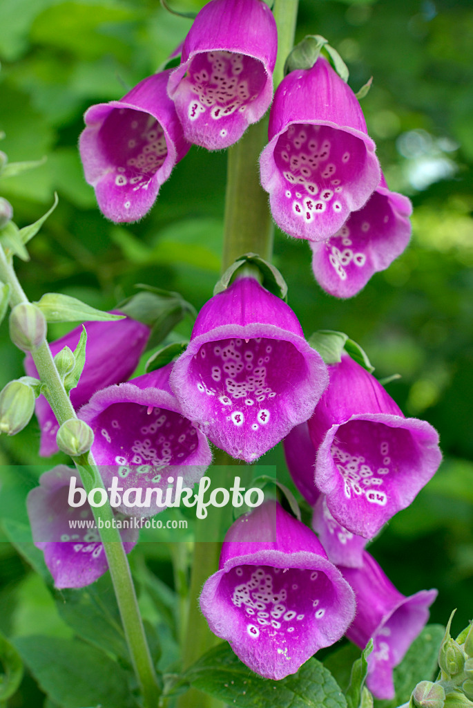 452112 - Roter Fingerhut (Digitalis purpurea)