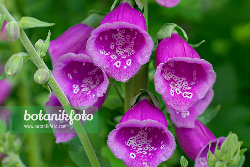 452113 - Roter Fingerhut (Digitalis purpurea)