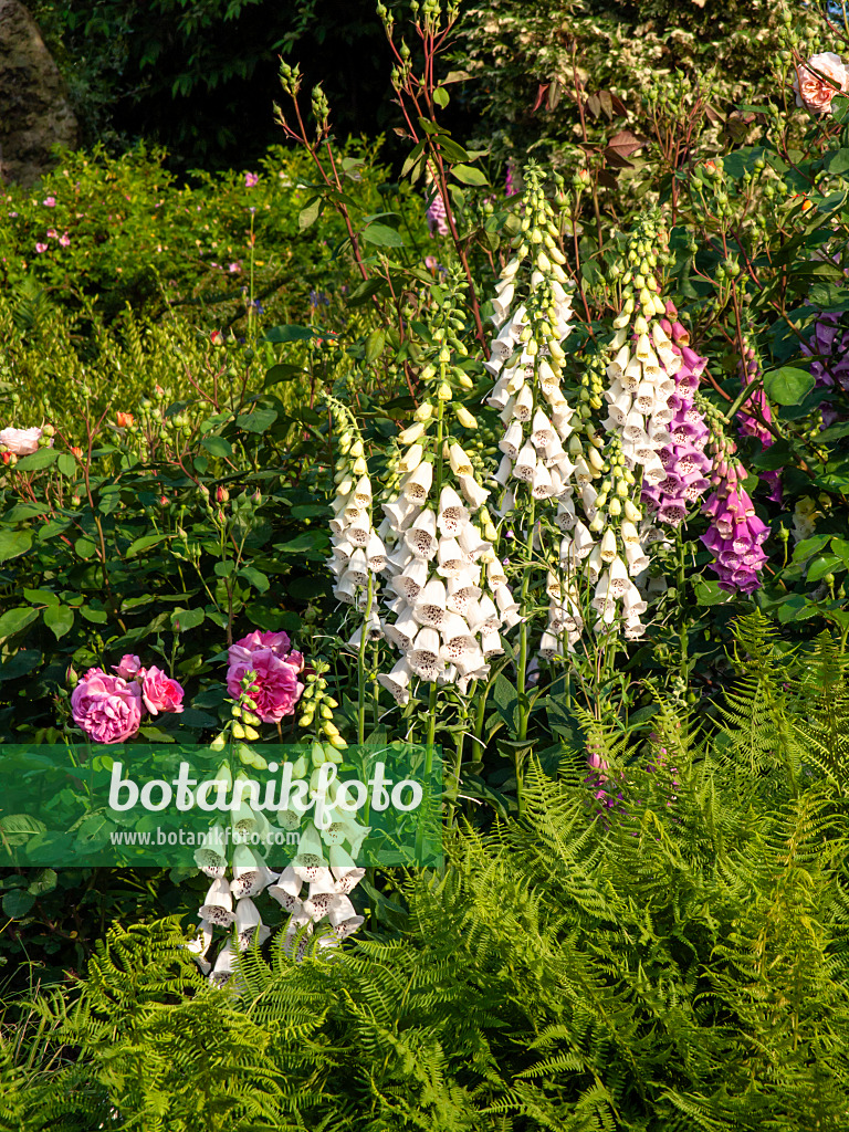 461063 - Roter Fingerhut (Digitalis purpurea)