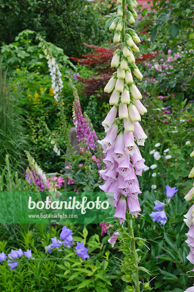 473061 - Roter Fingerhut (Digitalis purpurea)