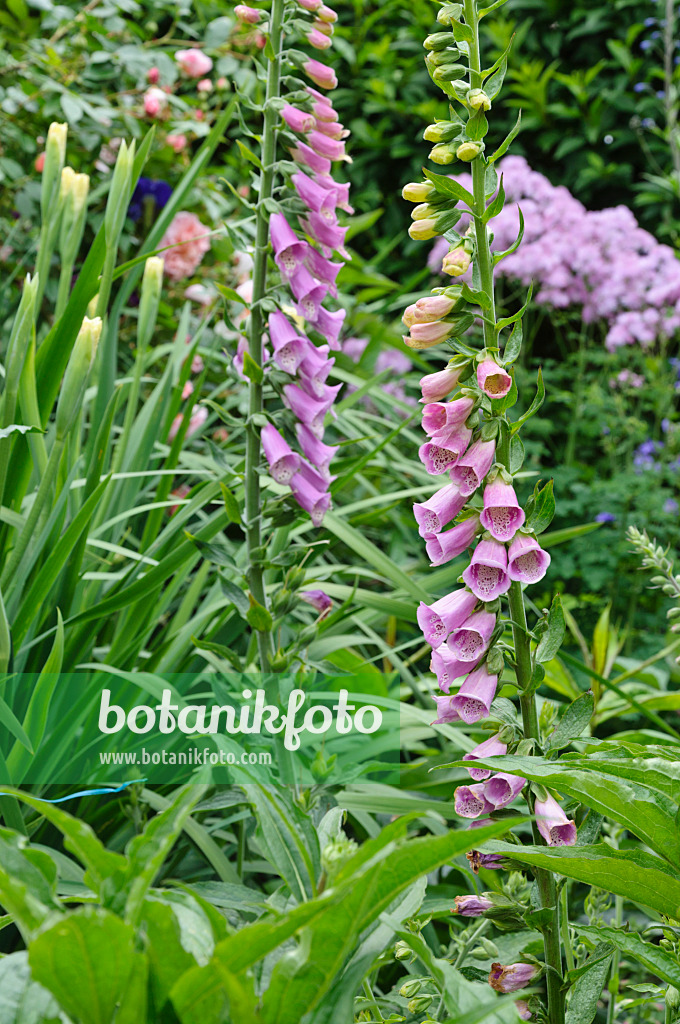 473097 - Roter Fingerhut (Digitalis purpurea)