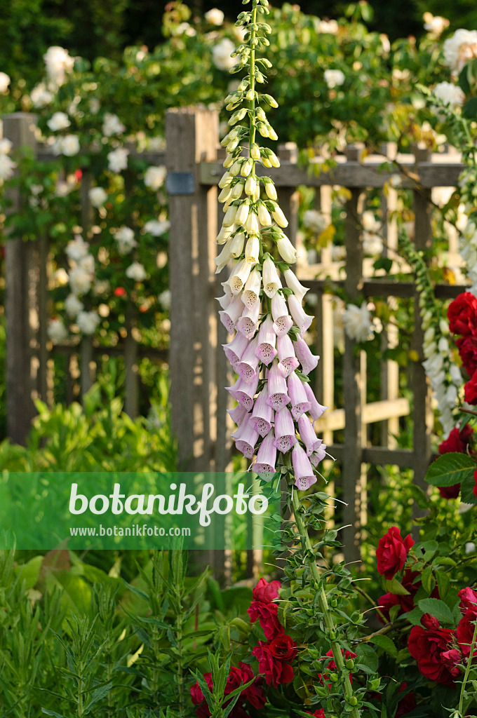 473150 - Roter Fingerhut (Digitalis purpurea)