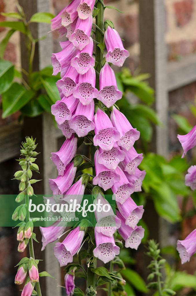 533246 - Roter Fingerhut (Digitalis purpurea)