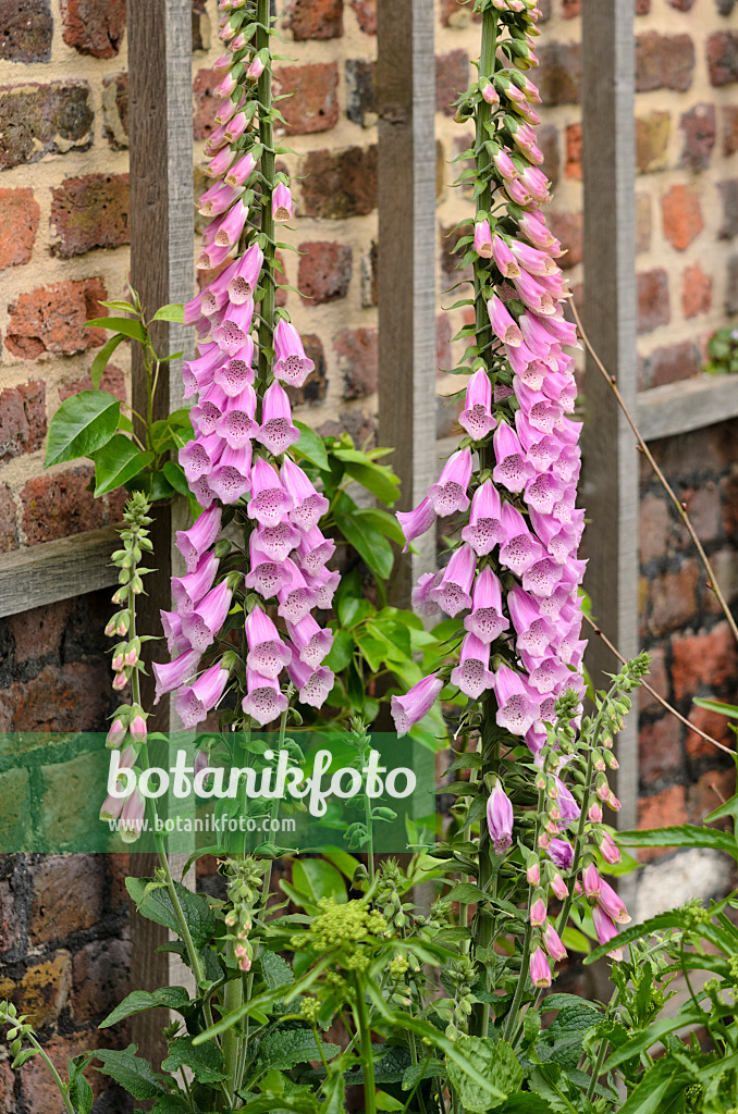 533248 - Roter Fingerhut (Digitalis purpurea)