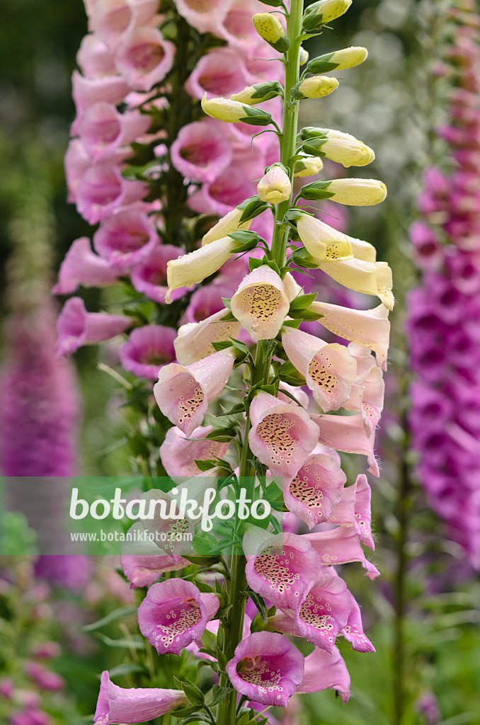 533574 - Roter Fingerhut (Digitalis purpurea)