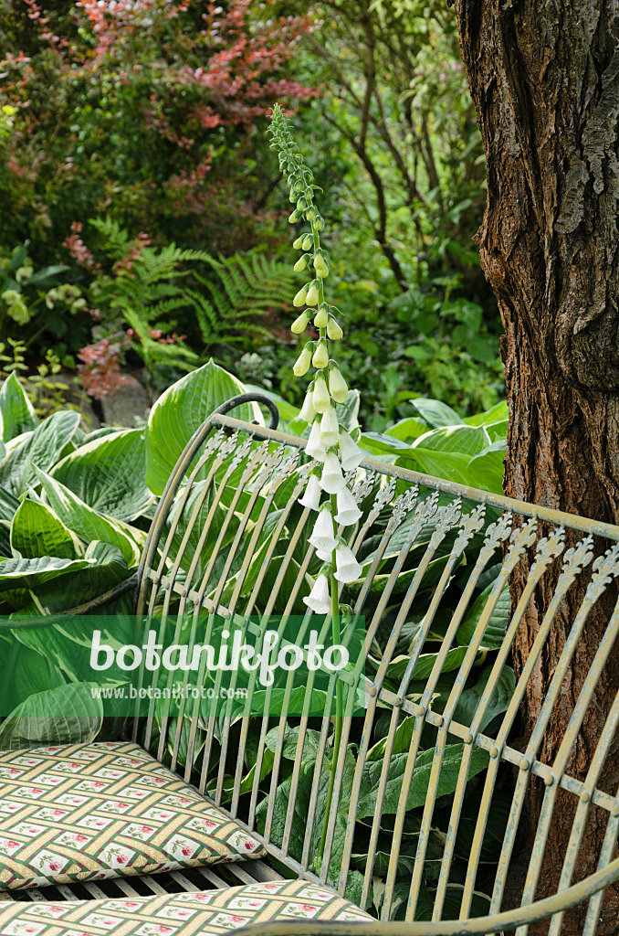 521078 - Roter Fingerhut (Digitalis purpurea 'Alba') mit Gartenbank