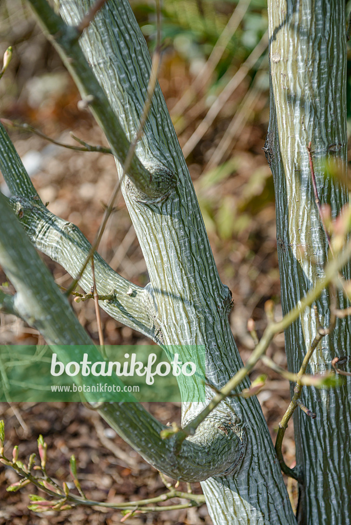 558021 - Roter Schlangenhautahorn (Acer capillipes)