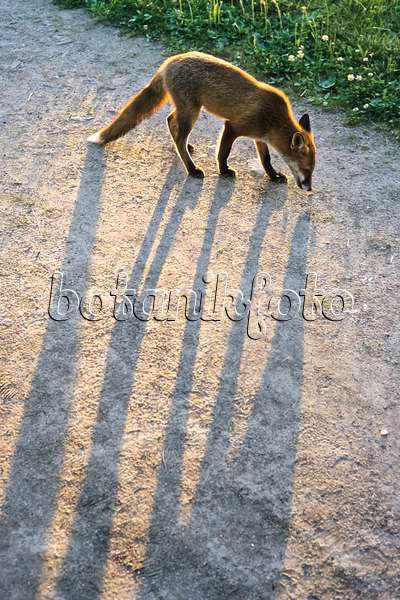 380046 - Rotfuchs (Vulpes vulpes) auf einem Sandweg, lange Schatten werfend vor der Abendsonne