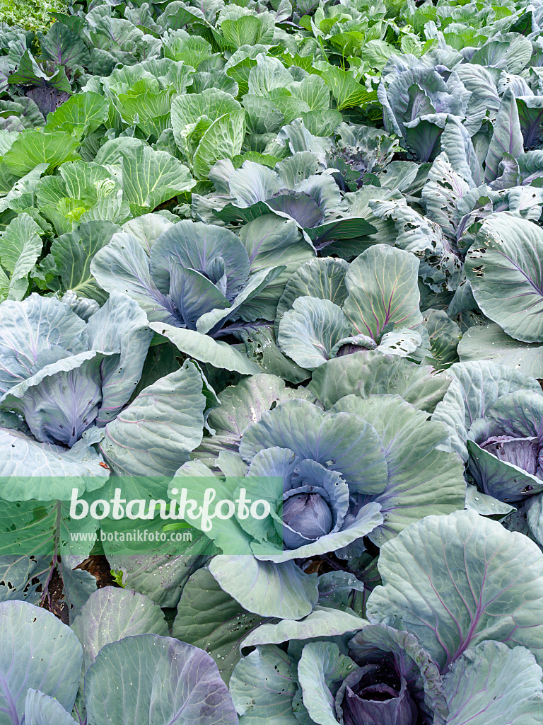 462099 - Rotkohl (Brassica oleracea var. capitata f. rubra)