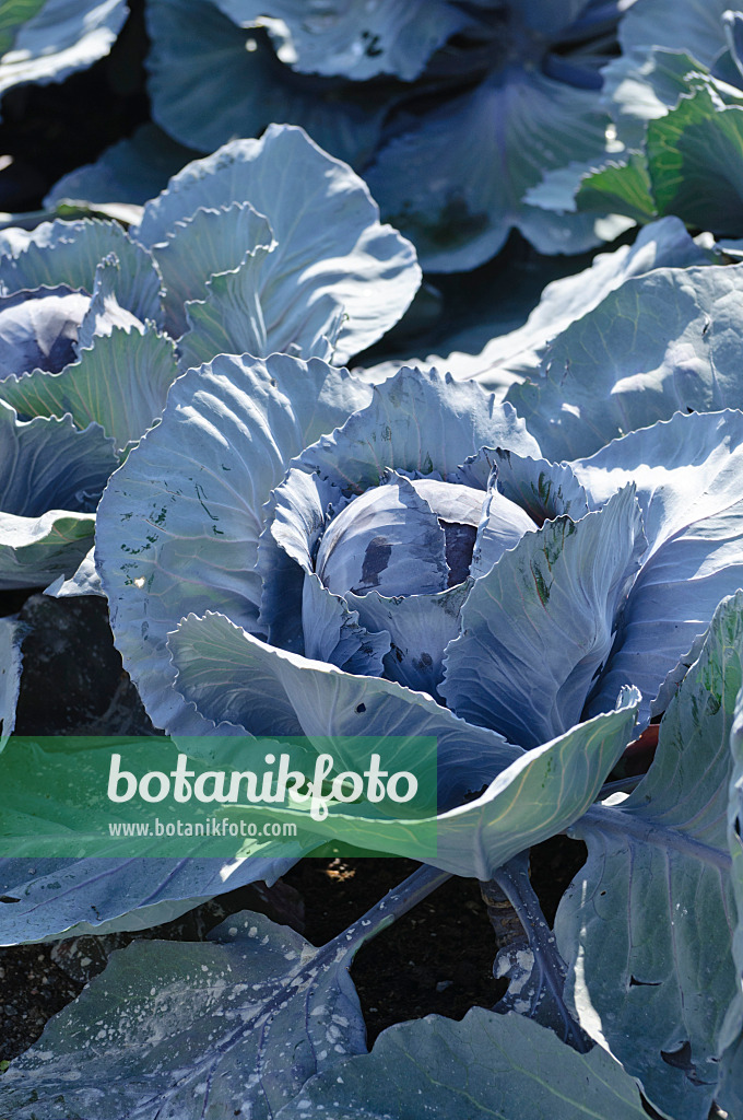 475077 - Rotkohl (Brassica oleracea var. capitata f. rubra)