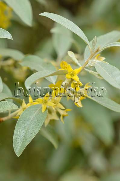 533263 - Russische Olive (Elaeagnus angustifolia 'Quicksilver')