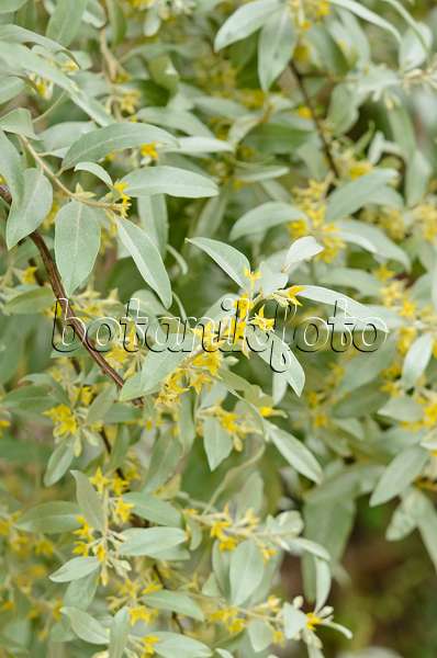 533264 - Russische Olive (Elaeagnus angustifolia 'Quicksilver')