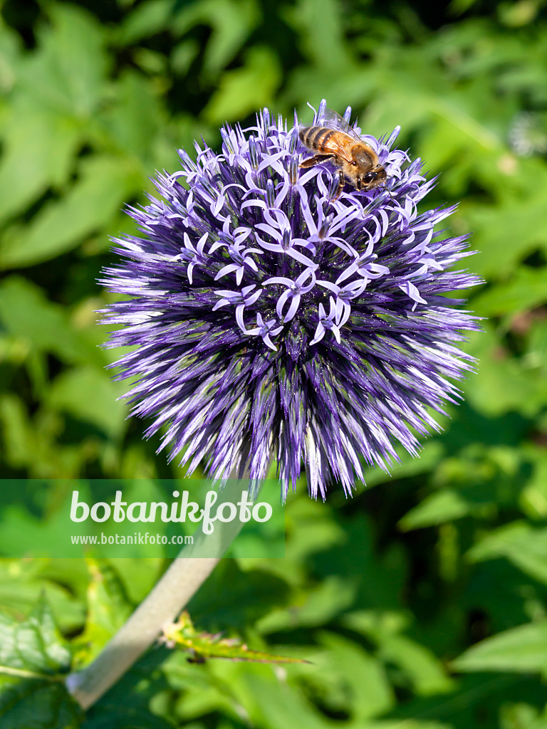 427136 - Ruthenische Kugeldistel (Echinops ritro)