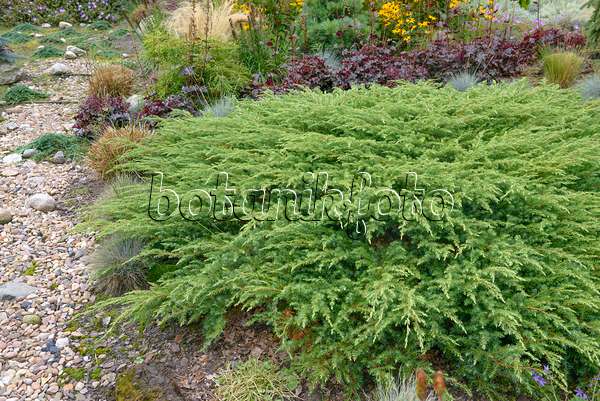 547160 - Sachalin-Kriechwacholder (Juniperus rigida 'Schlager')