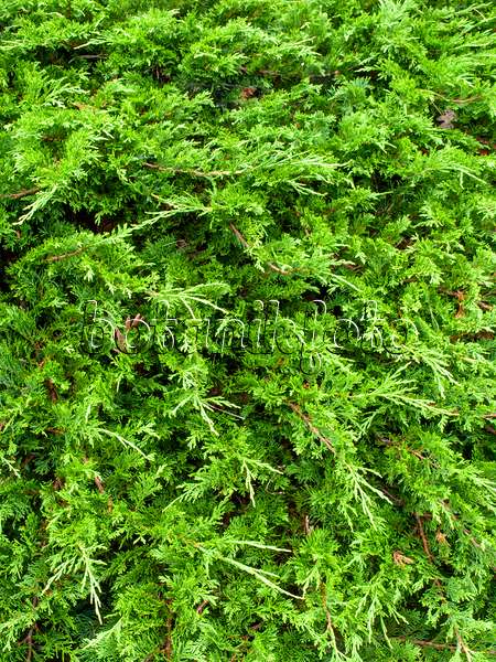 463099 - Sadebaum (Juniperus sabina)