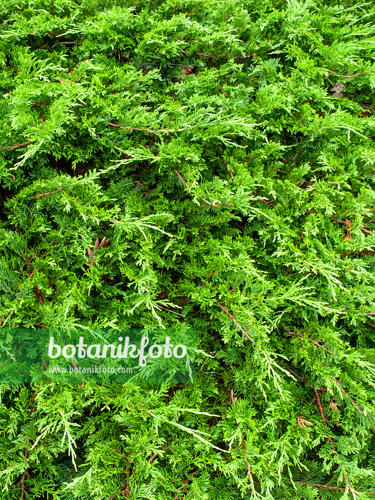 463099 - Sadebaum (Juniperus sabina)